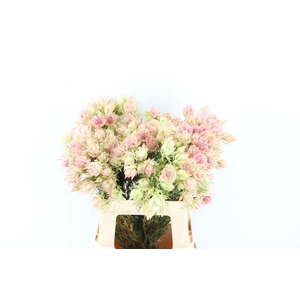 Blushing Bride - Bridal Pink 3-5