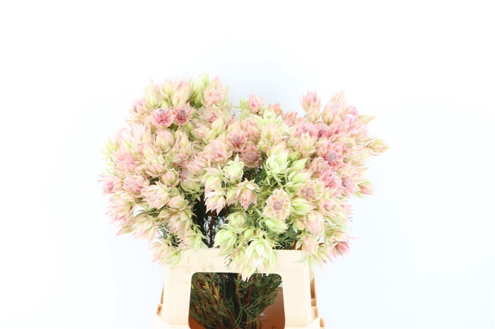 <h4>Blushing Bride - Bridal Pink 3-5</h4>