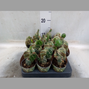 Opuntia