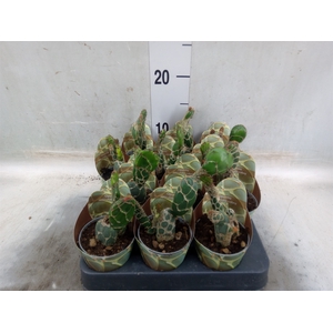 Opuntia