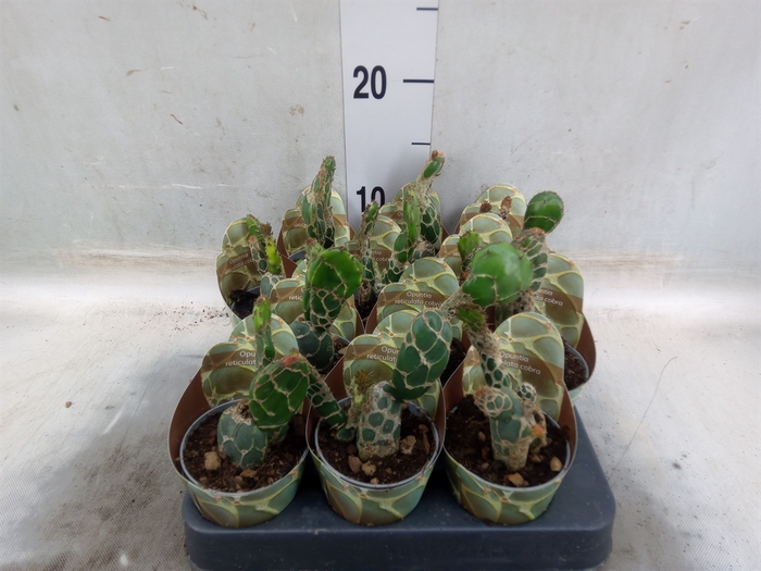 <h4>Opuntia</h4>