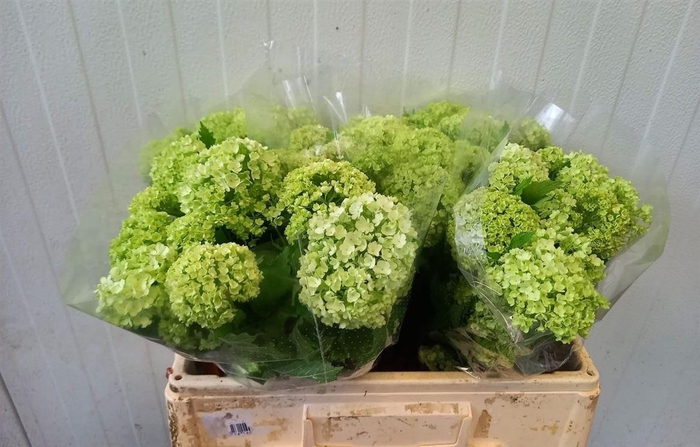<h4>Viburnum Roseum Bos</h4>