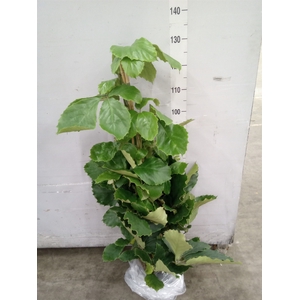 Tetrastigma voinierianum
