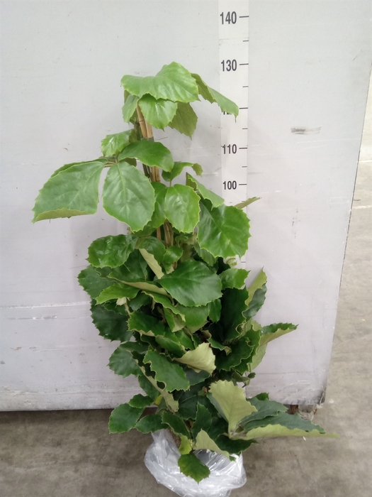 <h4>Tetrastigma voinierianum</h4>