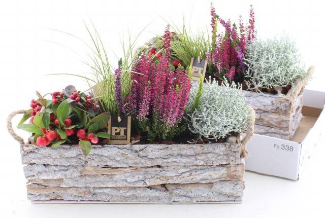 <h4>ARR TUINPLANTEN</h4>