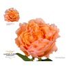 Rosa Garden Campenella Peach