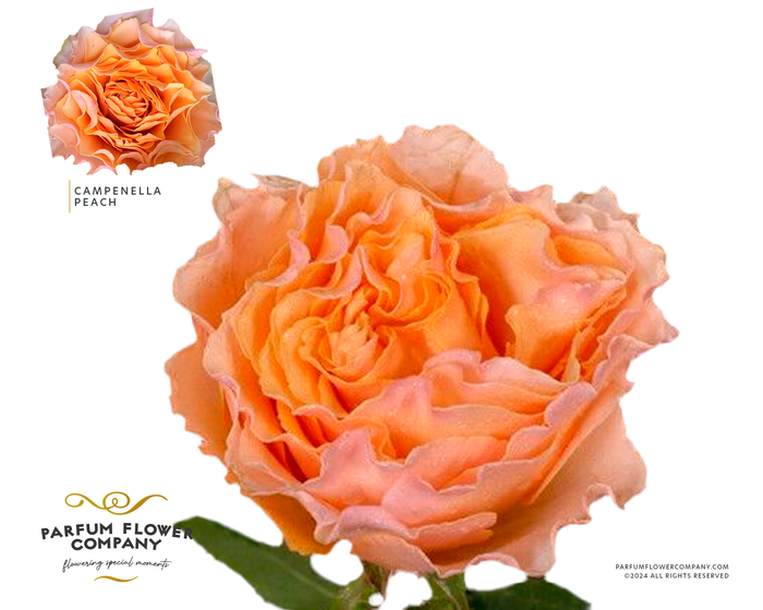 <h4>Rosa Garden Campenella Peach</h4>