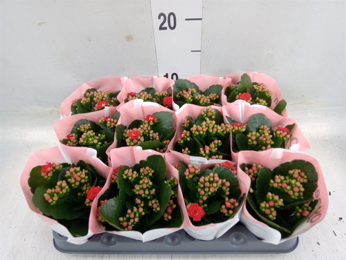 <h4>Kalanchoe  'RoseFlow Noelle'</h4>