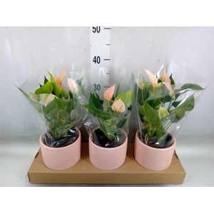 Anthurium andr. 'Joli Peach'