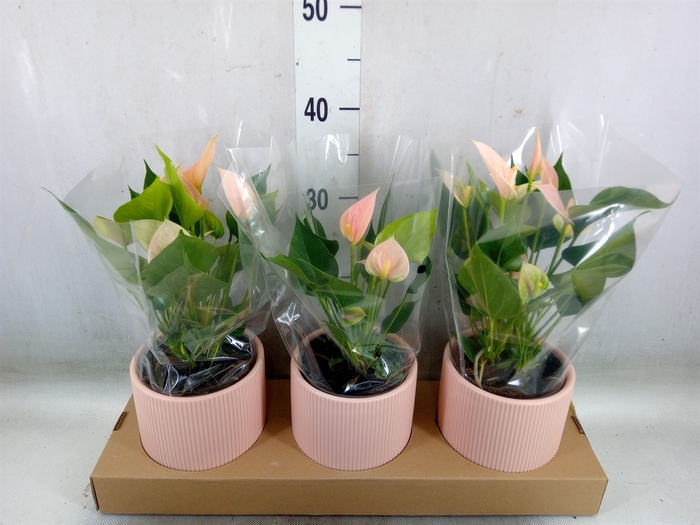 <h4>Anthurium andr. 'Joli Peach'</h4>