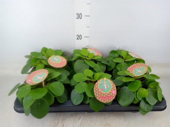 <h4>Pilea peperomioides</h4>