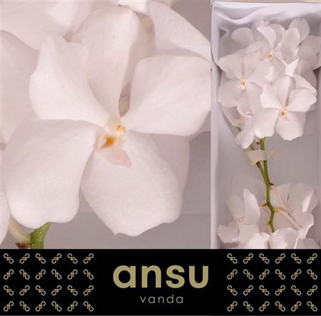 <h4>Vanda Ansu No.1</h4>