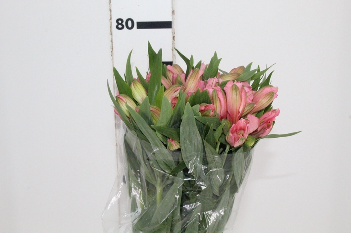 <h4>ALSTROEMERIA PRIMADONNA 080 CM</h4>