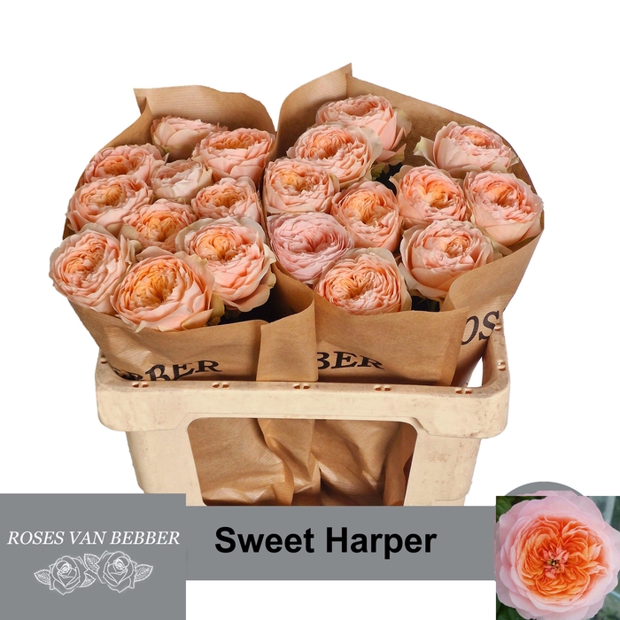 <h4>R GR SWEET HARPER!</h4>