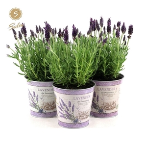 Lavandula st. 'Anouk'® Collection P12 in Zinc Lavender