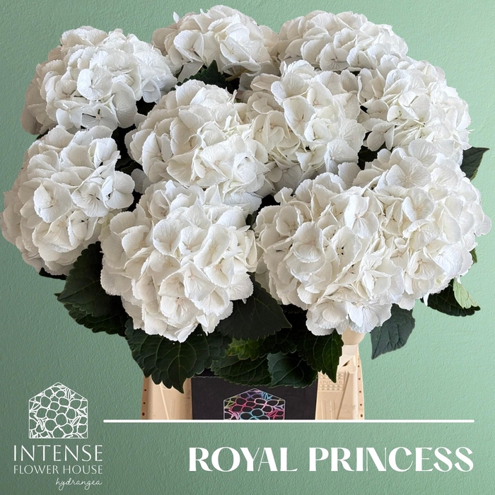 <h4>HYDR M ROYAL PRINCES</h4>