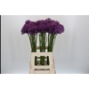 Allium Gladiator