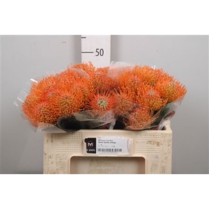Leuco Ayoba Orange