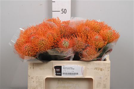 <h4>Leuco Ayoba Orange</h4>