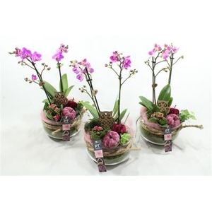 3344 PAARS BOSE PHAL