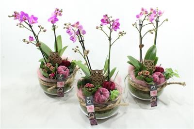 <h4>3344 PAARS BOSE PHAL</h4>