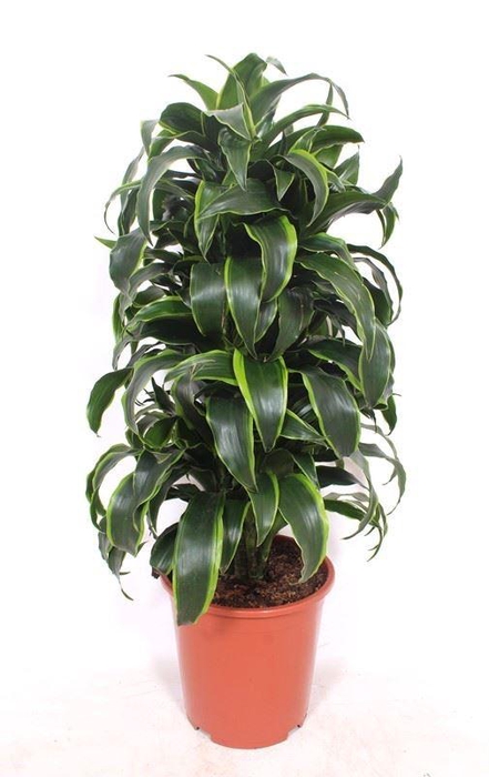 <h4>Dracaena Dorado</h4>