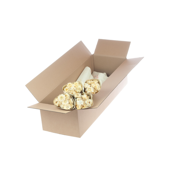 <h4>Helichrysum nat. white</h4>