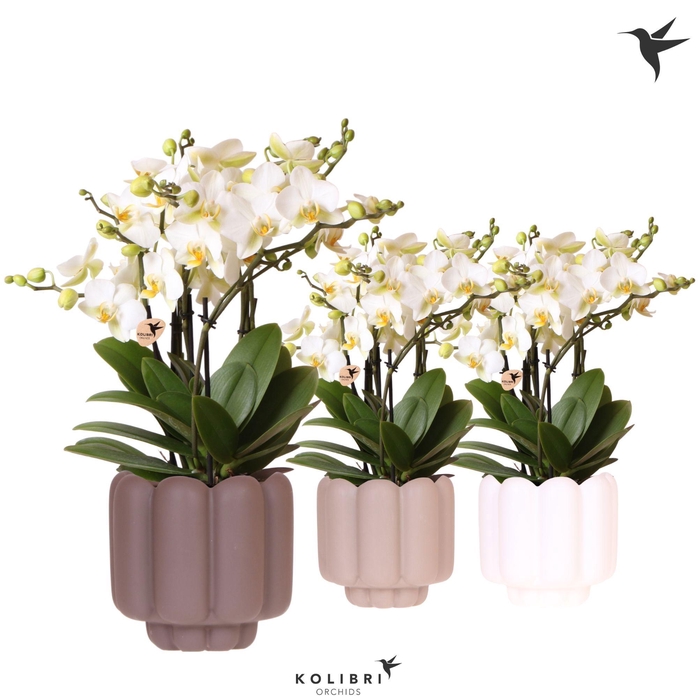 <h4>Kolibri Orchids Phalaenopsis Blossom Lausanne 6 spike in Retro pot sand mix</h4>