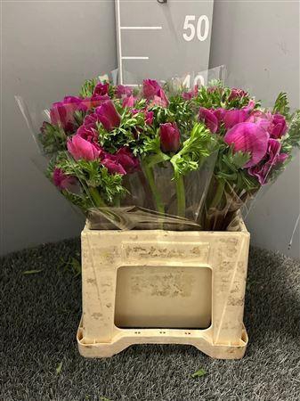 <h4>Anem Sup Lila</h4>