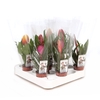 Bromelia
