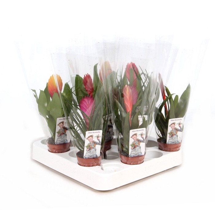 <h4>Bromelia</h4>