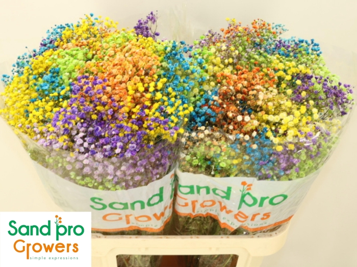 <h4>GYPS KLB H%</h4>