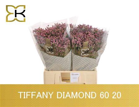<h4>LIM SIN TIFFANY DIAM</h4>