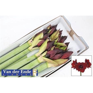 Hipp Royal Velvet Ex