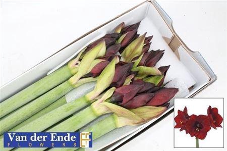 <h4>Hipp Royal Velvet Ex</h4>