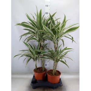 Dracaena fr de 'White Stripe'