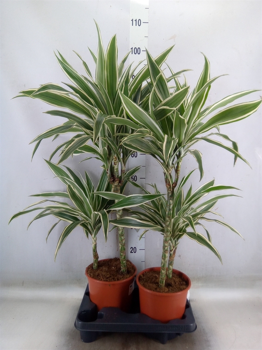 <h4>Dracaena fr de 'White Stripe'</h4>
