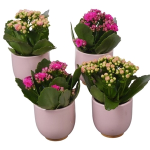 PTBTS1825 Arrangementen kamerplanten