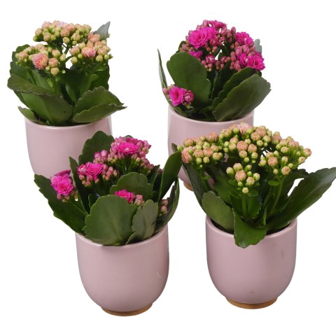 <h4>PTBTS1825 Arrangementen kamerplanten</h4>