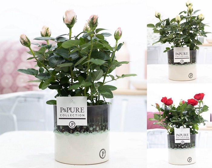 <h4>Rosa gemengd in P&PURE Illusion cer. perfectly imperfectable</h4>