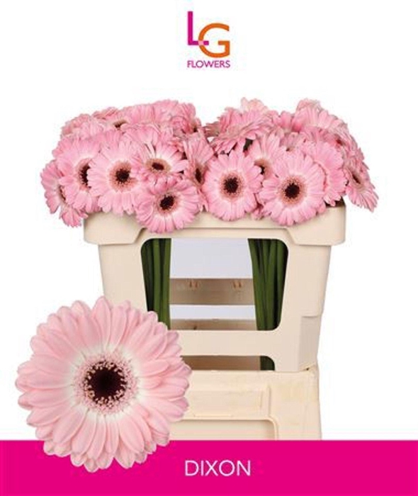 <h4>GERBERA MI 'DIXON'</h4>