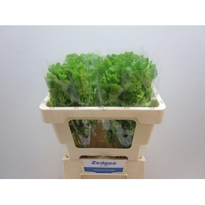 MOLUCCELLA LAEVIS MOLUCCELLA STUK
