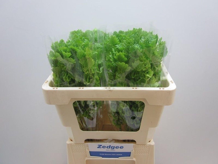 <h4>MOLUCCELLA LAEVIS MOLUCCELLA STUK</h4>