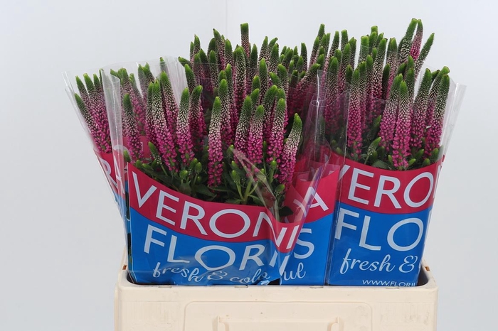 <h4>Veron Smart Artist</h4>