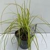 Carex 'Everillo'