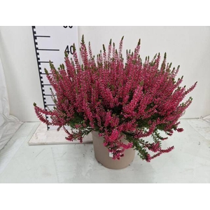 CALLU GA G FRANCA