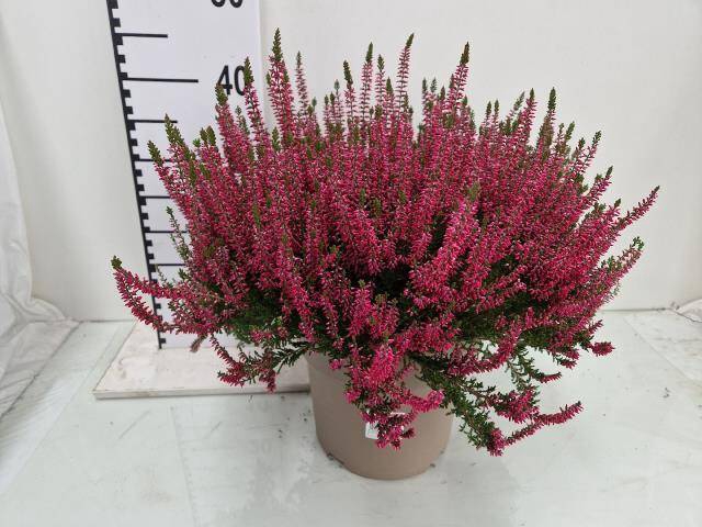 <h4>CALLU GA G FRANCA</h4>