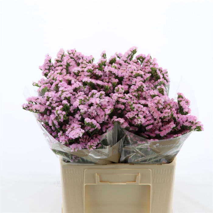 <h4>Statice Lucia Pink</h4>