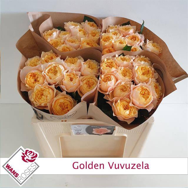 <h4>Rosa Garden Vuvuzela Golden</h4>