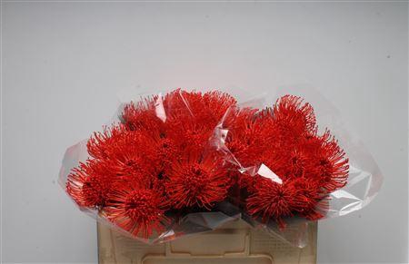 <h4>Leuco Klbh Red</h4>